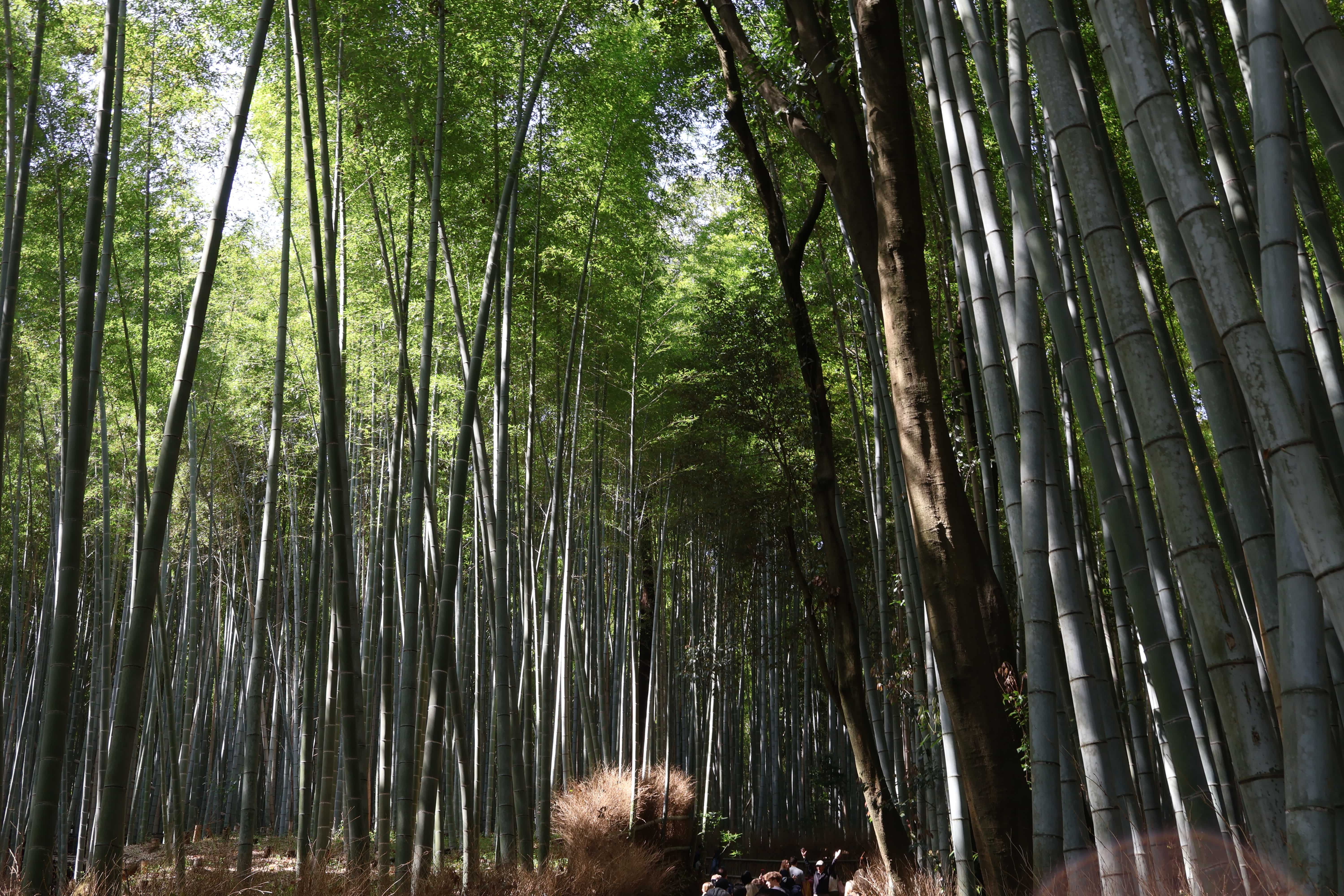 Arashiyama Arashiyama